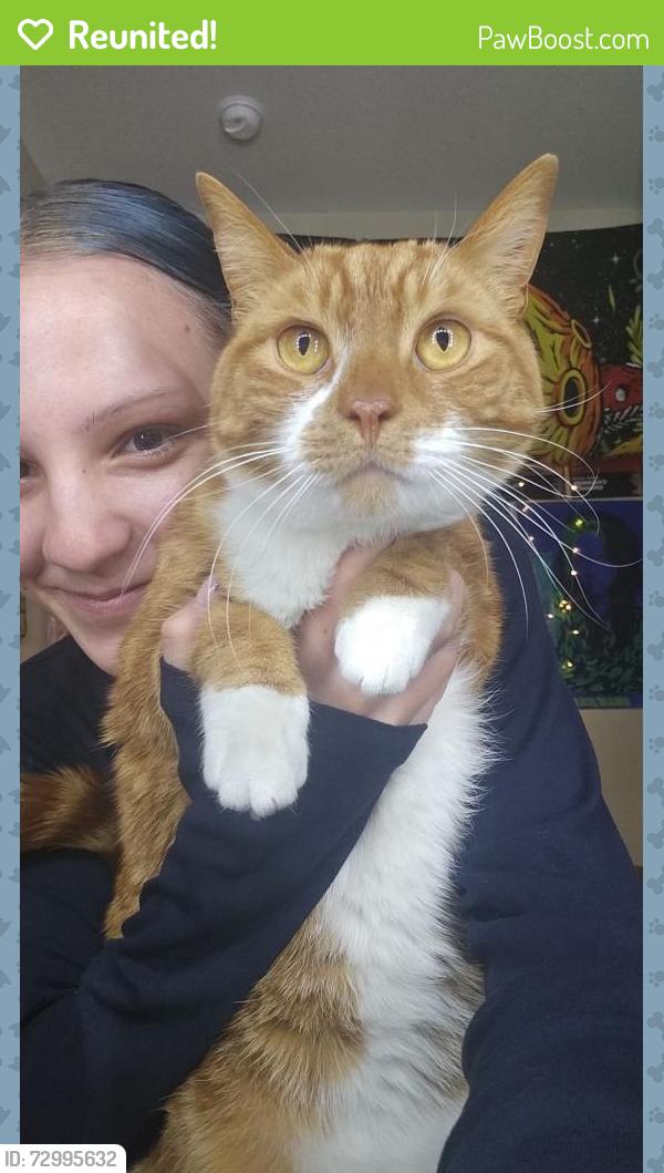 Reunited Male Cat last seen Last seen by our home. Got report today from lake village of 128th that he was spotted there, Thornton, CO 80241