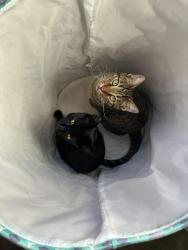 Lost Male Cat last seen Near 15th St NW Albuquerque New Mexico, Albuquerque, NM 87104
