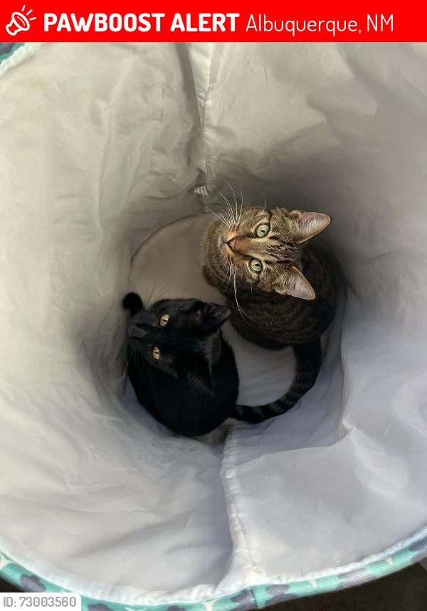 Lost Male Cat last seen Near 15th St NW Albuquerque New Mexico, Albuquerque, NM 87104