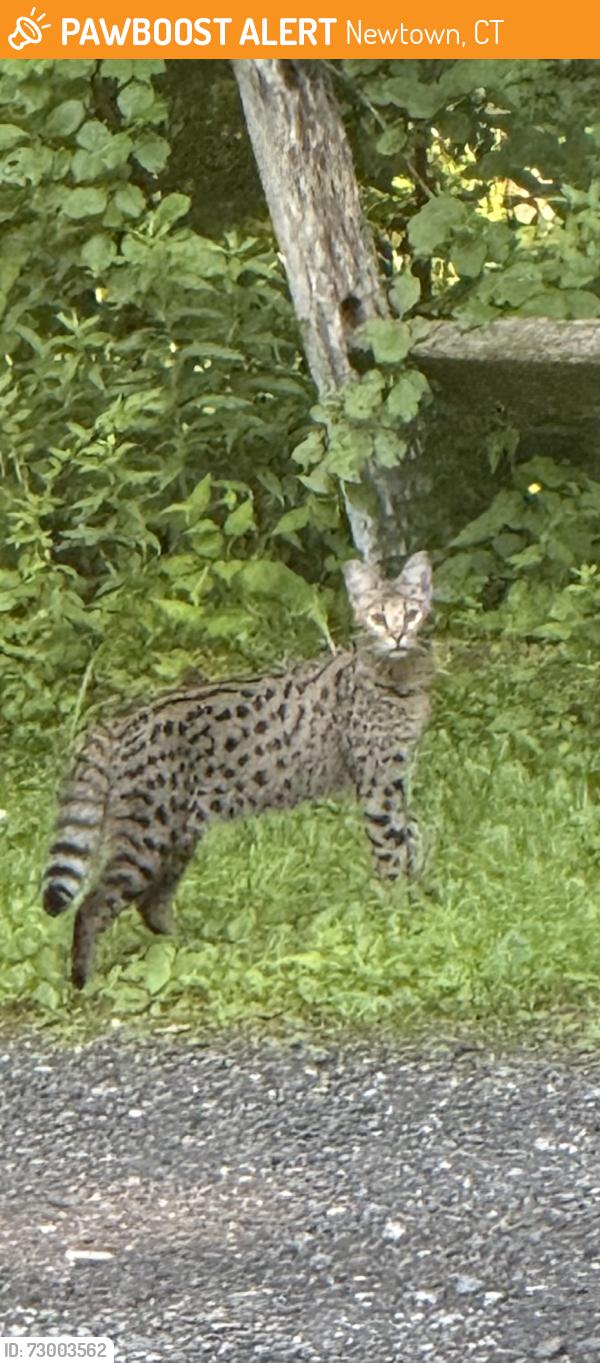 Found/Stray Unknown Cat last seen Route 25, Newtown, CT 06470