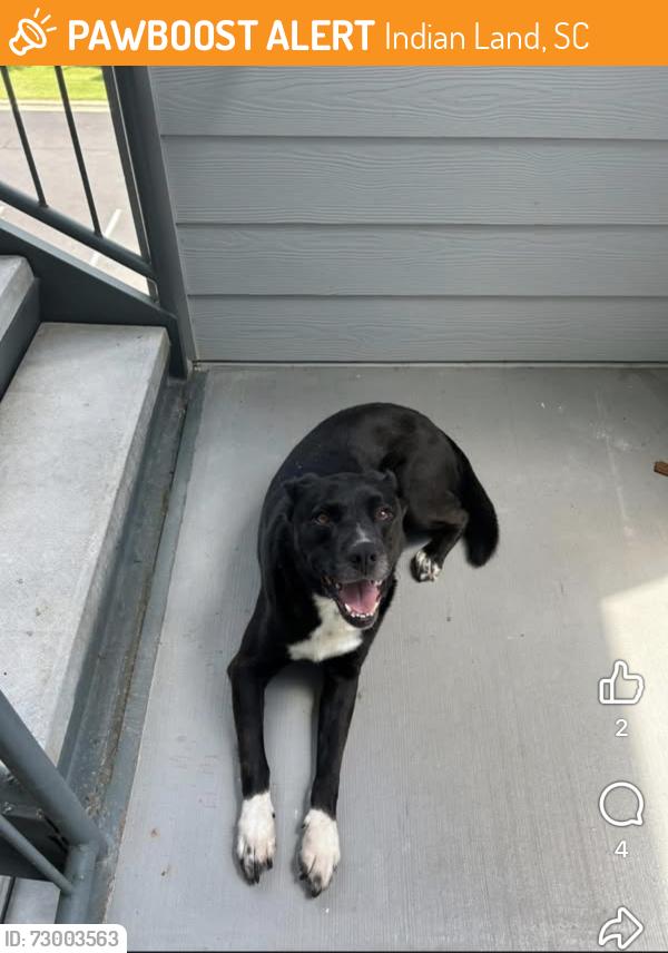 Found/Stray Male Dog last seen Collins Rd, Indian Land, SC 29707