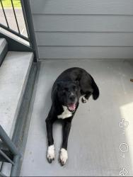 Found/Stray Male Dog last seen Collins Rd, Indian Land, SC 29707