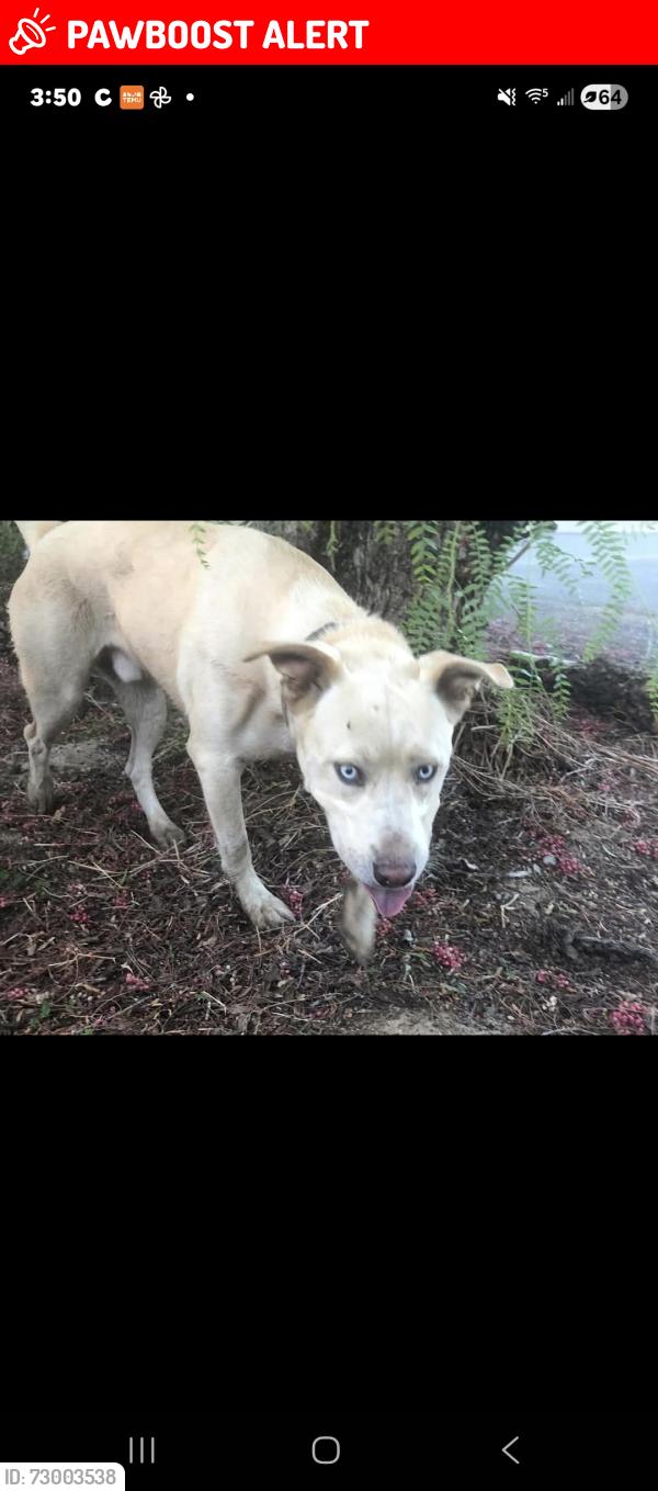 Lost Male Dog last seen San Joaquin River Club, San Joaquin County, CA 95304
