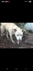 Lost Male Dog last seen San Joaquin River Club, San Joaquin County, CA 95304