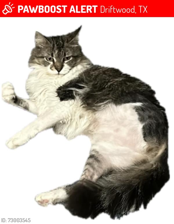 Lost Female Cat last seen Howard Ranch Neighborhood in Driftwood on Cypress Creek Dr , Driftwood, TX 78619