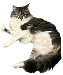 Lost Female Cat last seen Howard Ranch Neighborhood in Driftwood on Cypress Creek Dr , Driftwood, TX 78619