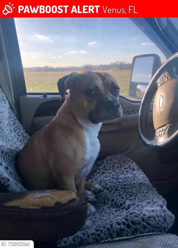 Lost Male Dog last seen Old State Rd 8 and Creekview Rd, Venus, FL 33960