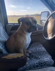 Lost Male Dog last seen Old State Rd 8 and Creekview Rd, Venus, FL 33960