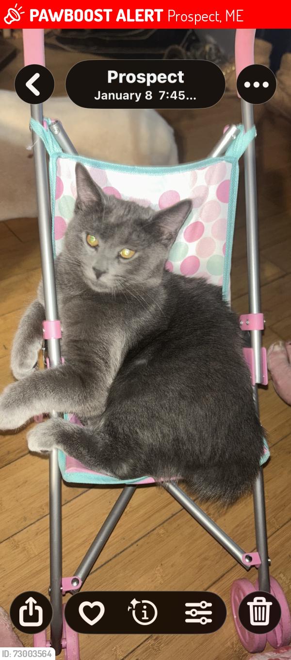 Lost Male Cat last seen Near north Searsport road prospect Maine , Prospect, ME 04981