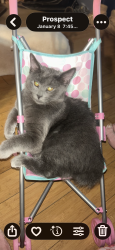 Lost Male Cat last seen Near north Searsport road prospect Maine , Prospect, ME 04981