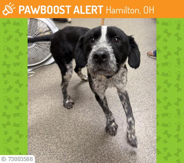 Found/Stray Male Dog last seen Fairview ave Hamilton ohio , Hamilton, OH 45015