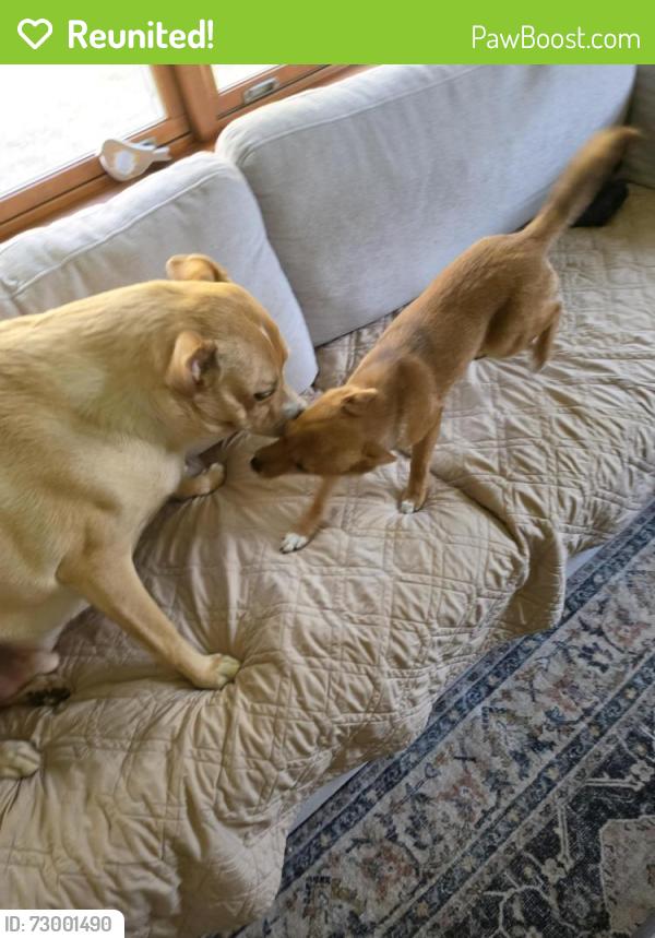 Reunited Female Dog last seen Unsure of last location, Bangor, NY 12966