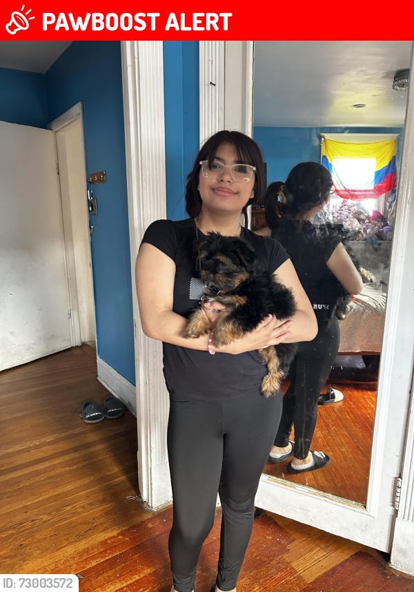 Lost Male Dog last seen Walnut st Upper Darby , Upper Darby Township, PA 19082