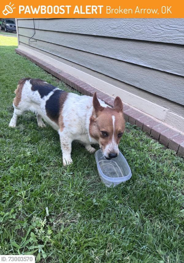 Found/Stray Male Dog last seen Juniper , Broken Arrow, OK 74011