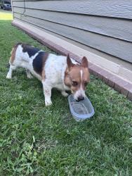 Found/Stray Male Dog last seen Juniper, Broken Arrow, OK 74011
