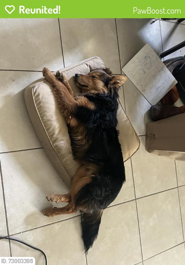 Reunited Male Dog last seen Near Lakeview Dr, Victorville, CA 92395, USA, Victorville, CA 92395