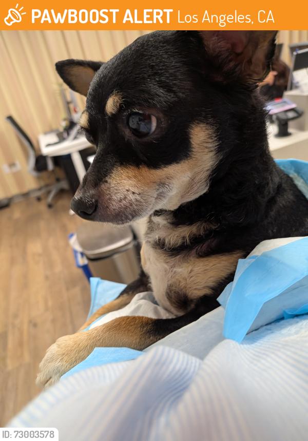 Found/Stray Male Dog last seen San Fernando Rd and Fletcher , Los Angeles, CA 90065