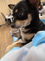 Found/Stray Male Dog last seen San Fernando Rd and Fletcher , Los Angeles, CA 90065