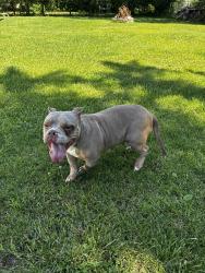 Found/Stray Female Dog last seen Pierpont and Green St, Rockford, IL 61101