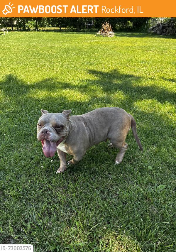 Found/Stray Female Dog last seen Pierpont and Green St, Rockford, IL 61101