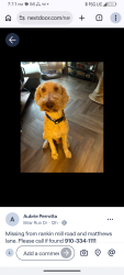 Reunited Male Dog last seen Rankin mill rd, Greensboro, NC 27405