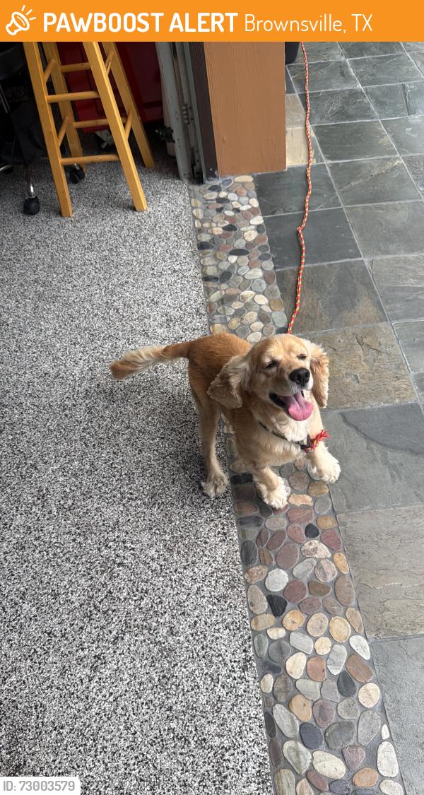 Found/Stray Male Dog last seen Old port Isabel and coffee port rd, Brownsville, TX 78521