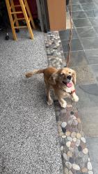 Found/Stray Male Dog last seen Old port Isabel and coffee port rd, Brownsville, TX 78521