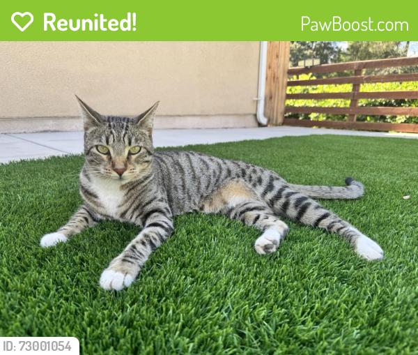 Reunited Female Cat last seen Calle madreselva , Thousand Oaks, CA 91360