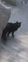 Found/Stray Unknown Cat last seen Chesterfield NJ, Chesterfield Township, NJ 08515