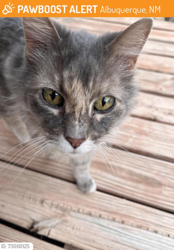 Found/Stray Unknown Cat last seen Vail, Columbia, Albuquerque, NM 87106
