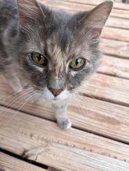 Found/Stray Unknown Cat last seen Vail, Columbia, Albuquerque, NM 87106