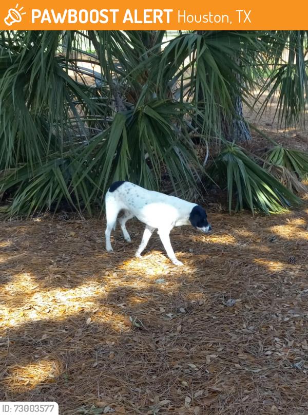Found/Stray Unknown Dog last seen Memorial Park Circle, Houston, TX 77007