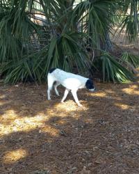 Found/Stray Unknown Dog last seen Memorial Park Circle, Houston, TX 77007