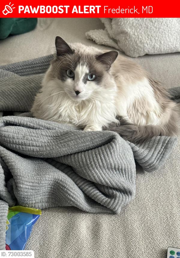 Lost Male Cat last seen Schooner ct , Frederick, MD 21702