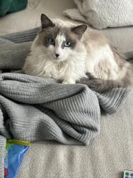 Lost Male Cat last seen Schooner ct , Frederick, MD 21702