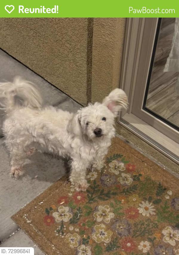 Reunited Male Dog last seen Near Otomian Rd, Apple Valley, CA 92307, USA, Apple Valley, CA 92307