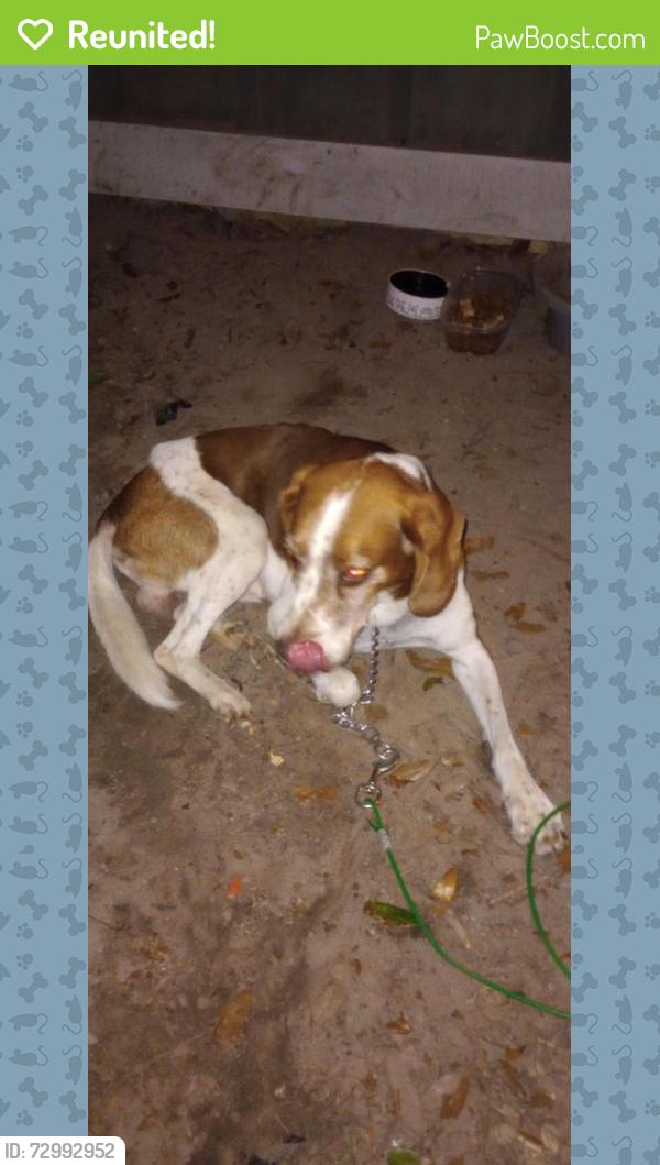 Reunited Male Dog last seen Olive rd, Ferry Pass, FL 32514