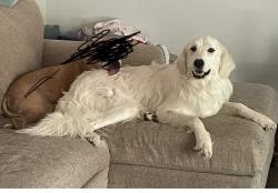 Reunited Female Dog last seen Roberts Cut off by the Russell Feed Store, River Oaks, TX 76114