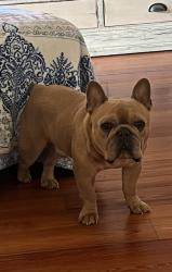 Reunited Male Dog last seen Riviera Dr, San Diego, CA 92109