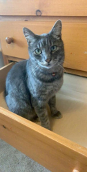 Lost Male Cat last seen Near Block N Clarey St. Eugene, Eugene, OR 97402