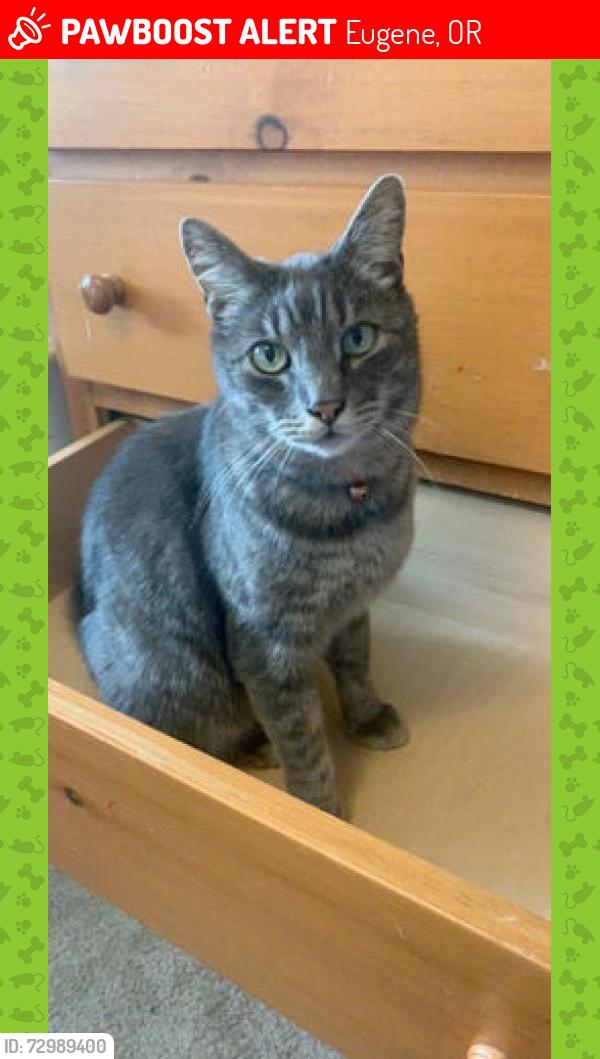 Lost Male Cat last seen Near Block N Clarey St. Eugene, Eugene, OR 97402