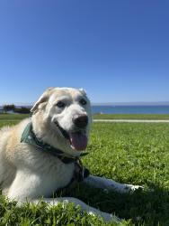 Reunited Female Dog last seen Near 262nd St, Lomita, CA 90717, USA, Lomita, CA 90717
