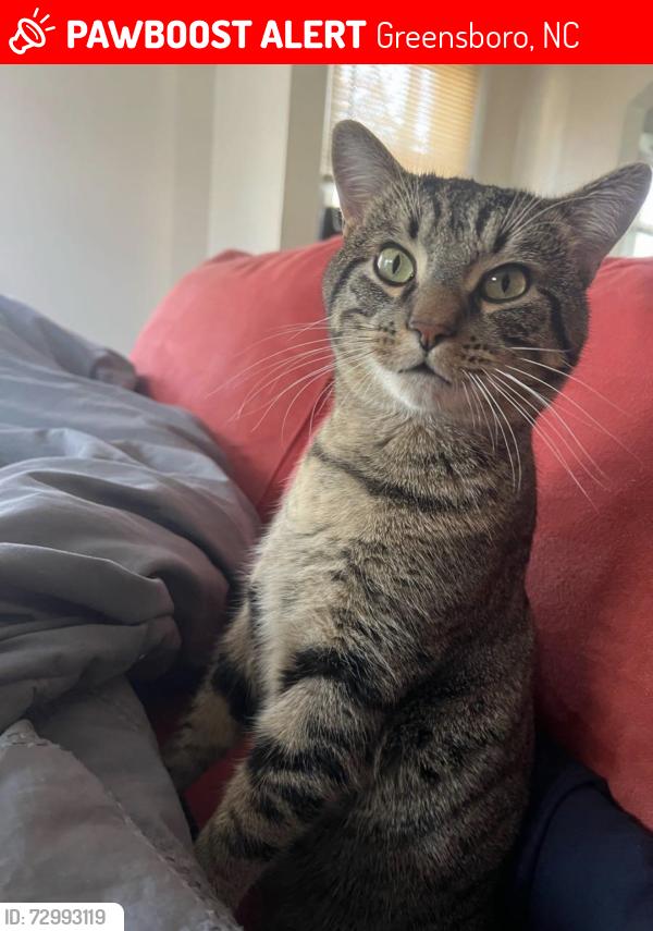 Lost Male Cat last seen Saint Mary’s Catholic Church, Greensboro, NC 27401