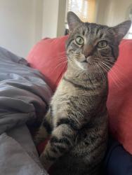 Lost Male Cat last seen Saint Mary’s Catholic Church, Greensboro, NC 27401