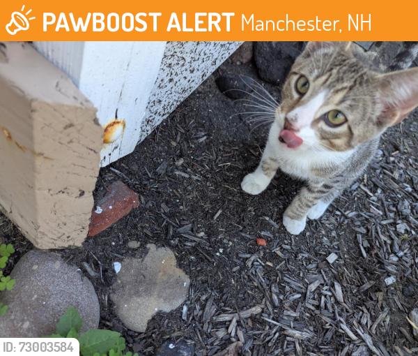 Found/Stray Unknown Cat last seen Green st, Manchester NH 03103 , Manchester, NH 03101