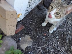 Found/Stray Unknown Cat last seen Green st, Manchester NH 03103 , Manchester, NH 03101