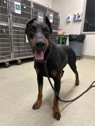 Shelter Stray Male Dog last seen Near BLOCK SW 70TH ST, OKLAHOMA CITY OK 73139, 2811 SE 29th St, Oklahoma City, OK 73129, USA