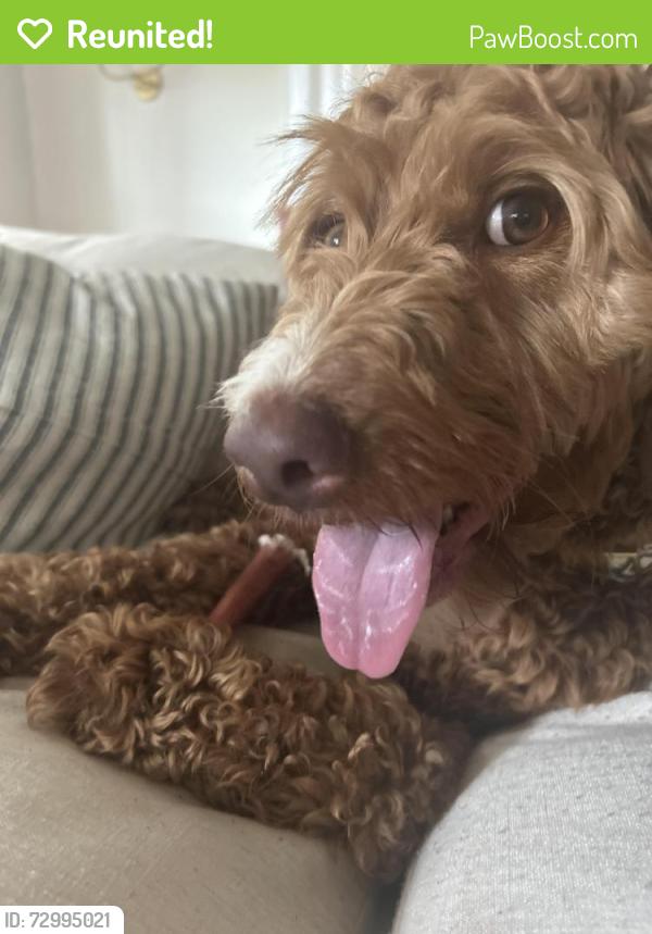 Reunited Female Dog last seen The Ridge Nature Preserve , Fayetteville, GA 30215