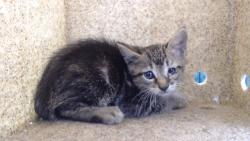 Shelter Stray Male Cat last seen , 11258 Garfield Ave, Downey, CA 90242, USA