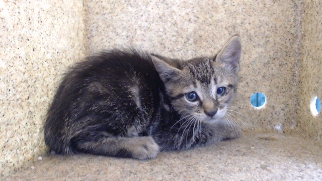 Shelter Stray Male Cat last seen , 11258 Garfield Ave, Downey, CA 90242, USA
